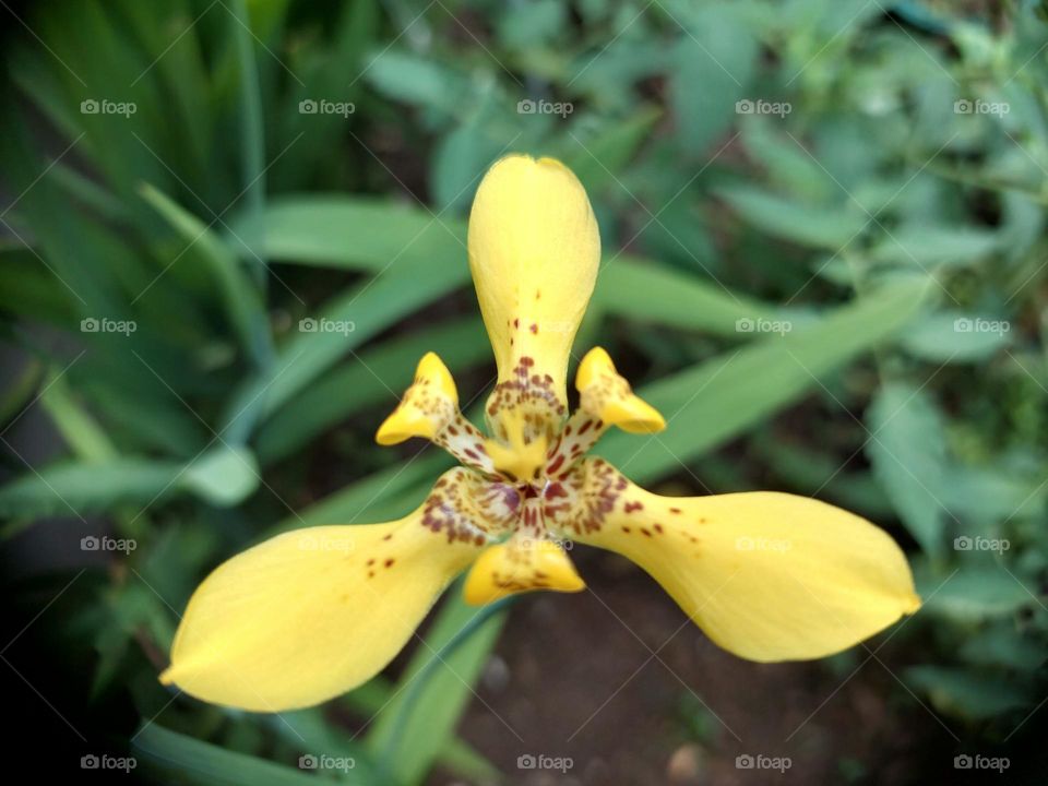 Trimezia martinicensis is a species of bulbous plant in the family Iridaceae. 