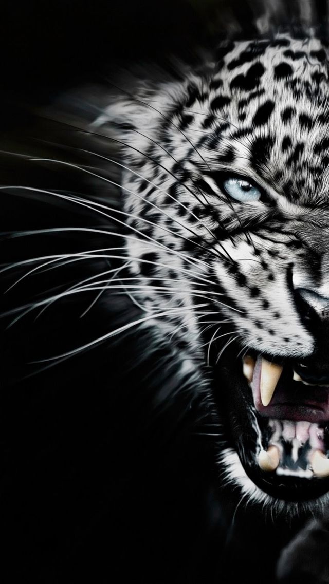 LEOAPARD