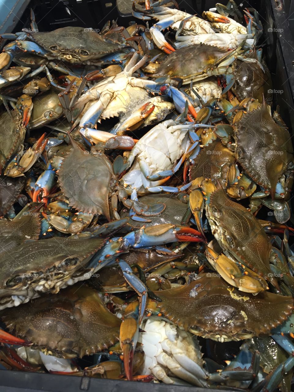 Blue crab for dinner!. Blue crab