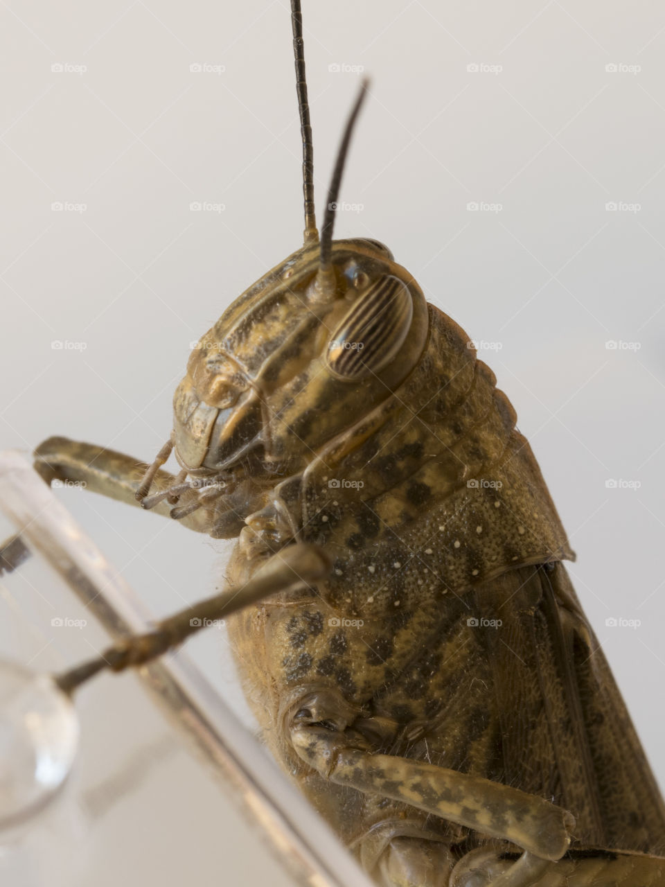 Grasshopper or locust close up