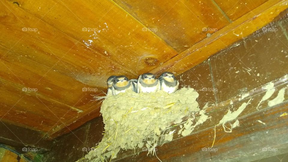 Schwalben im Nest.
