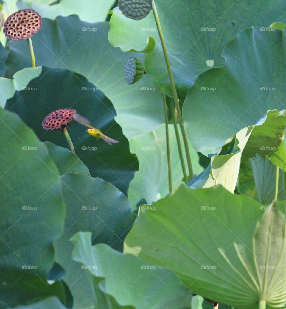 yellow bird in mid Wing flap