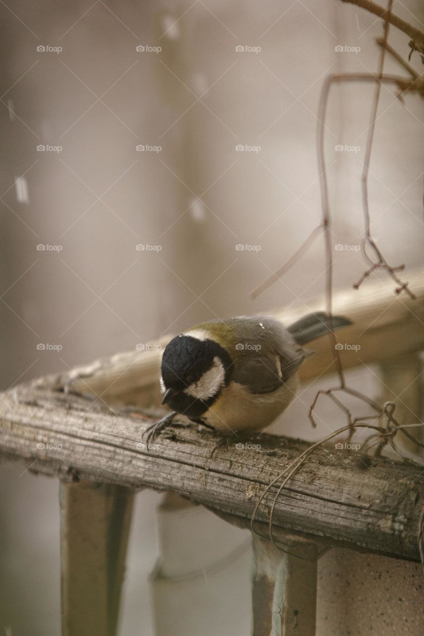 Tit in winter