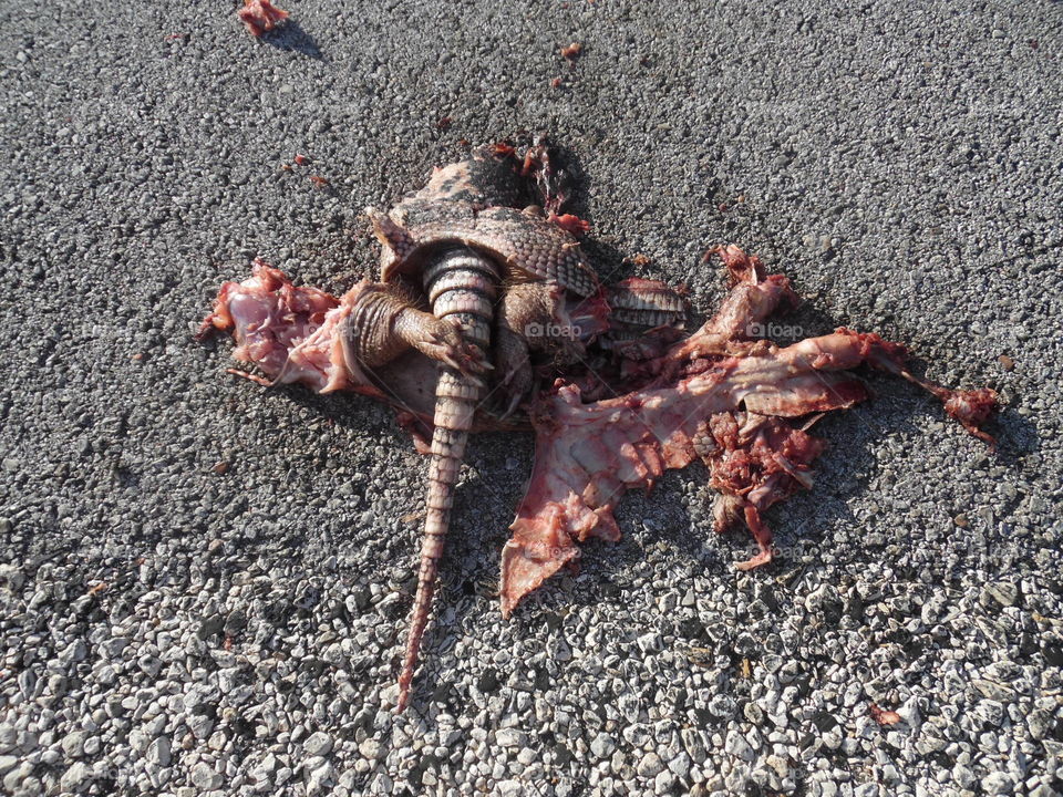 armadillo squash. This used to be a Texas armadillo but it was ran over by a car. 👣 🚶 🏃 🔥 💨