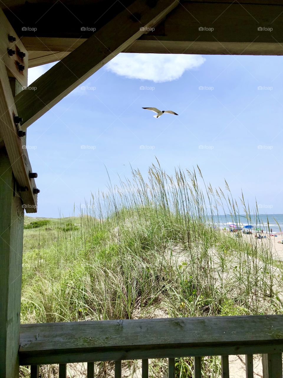 Seagull flying towards building