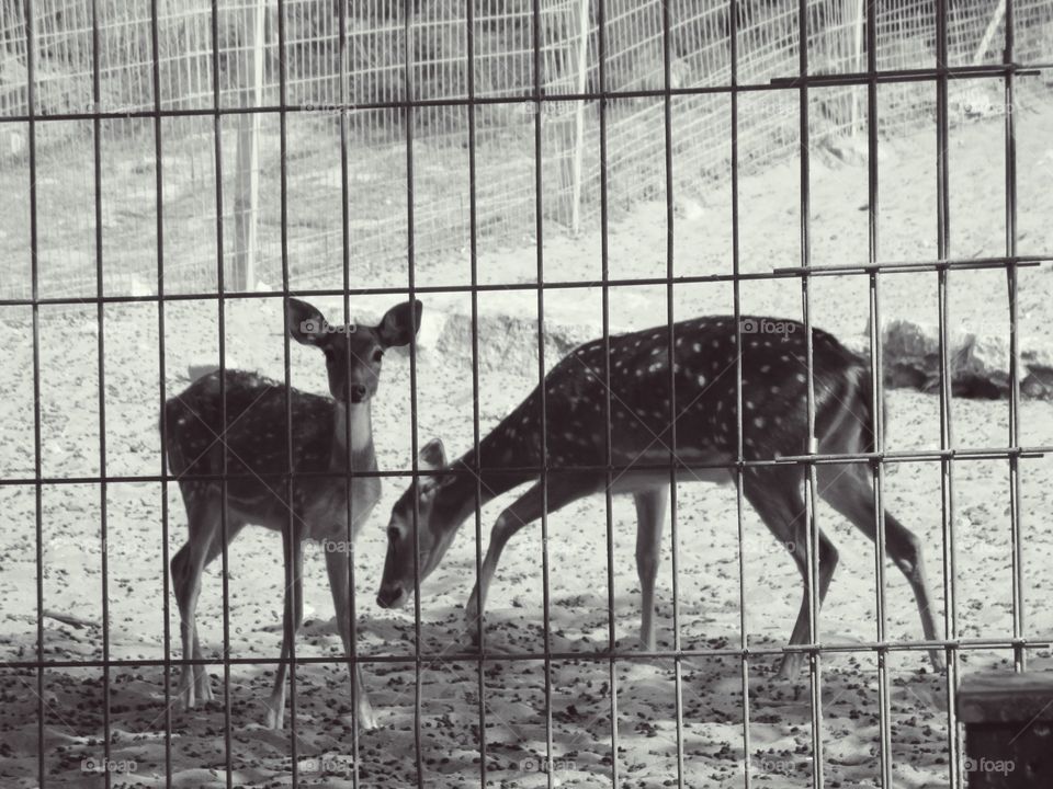 Mammal, Deer, Wildlife, Animal, Fence