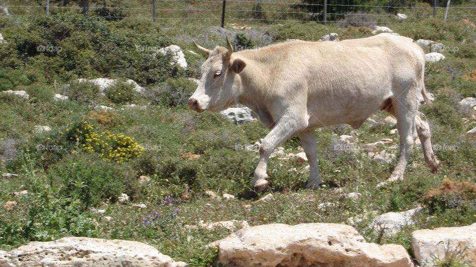 A Trekking Cow