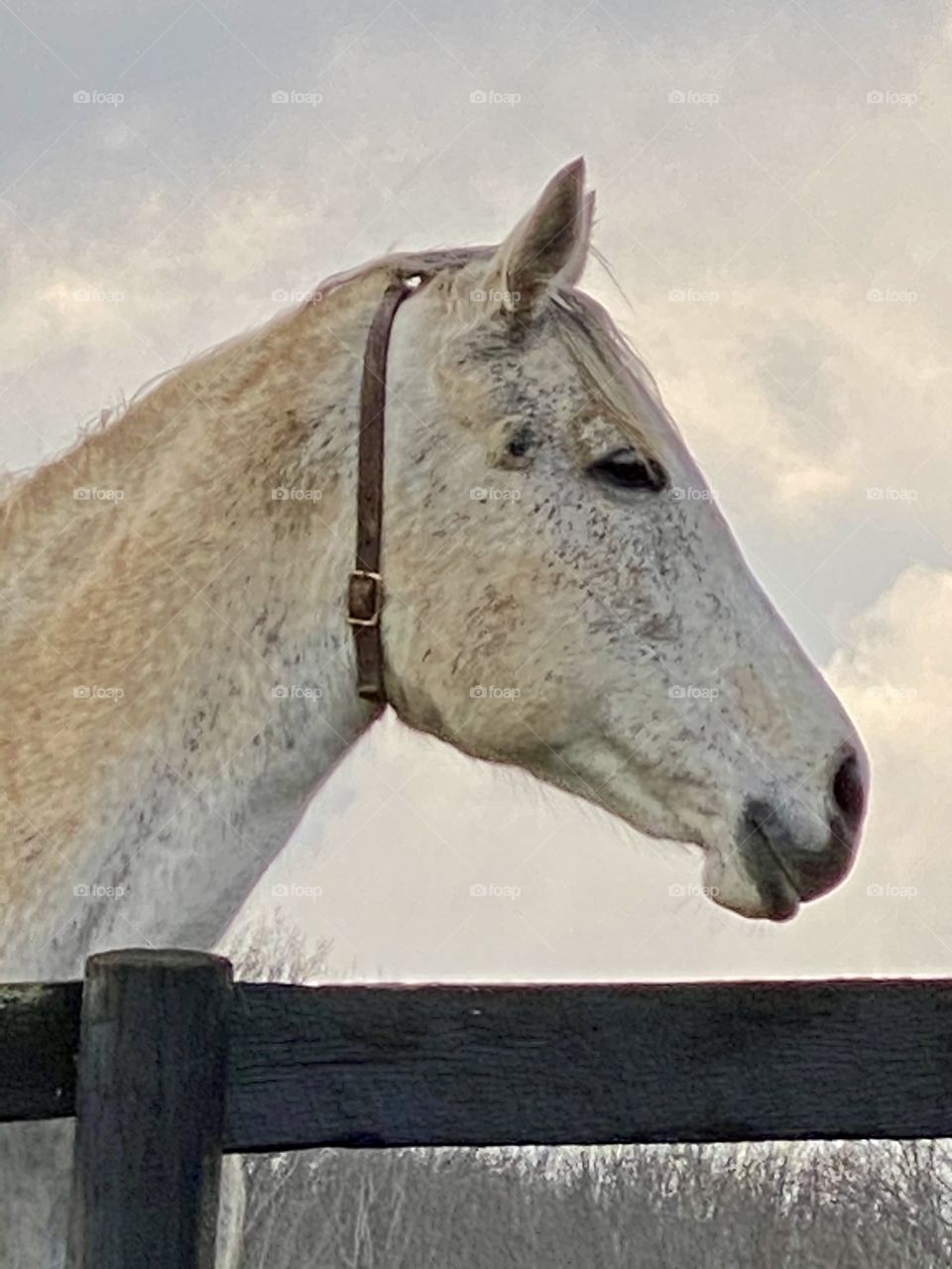 White horse in profile