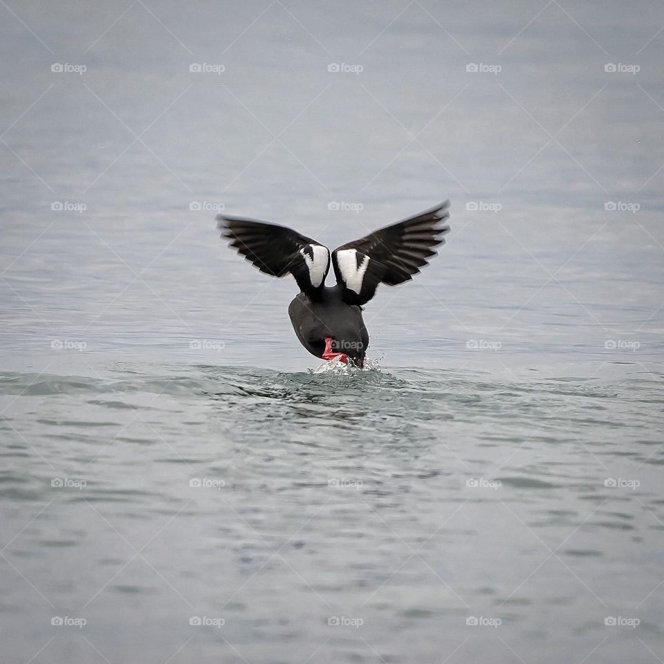 Pigeon Guillemot taking off