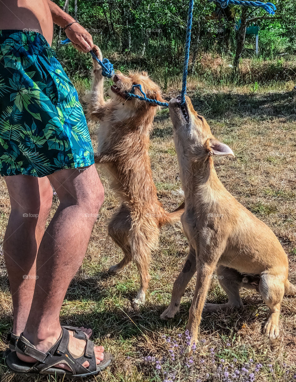 A man in shorts plays with 2 young dogs, with a piece of rope