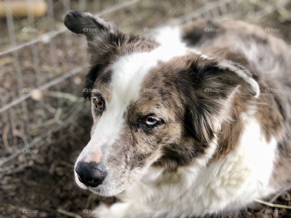 Boarder collie on the farm 