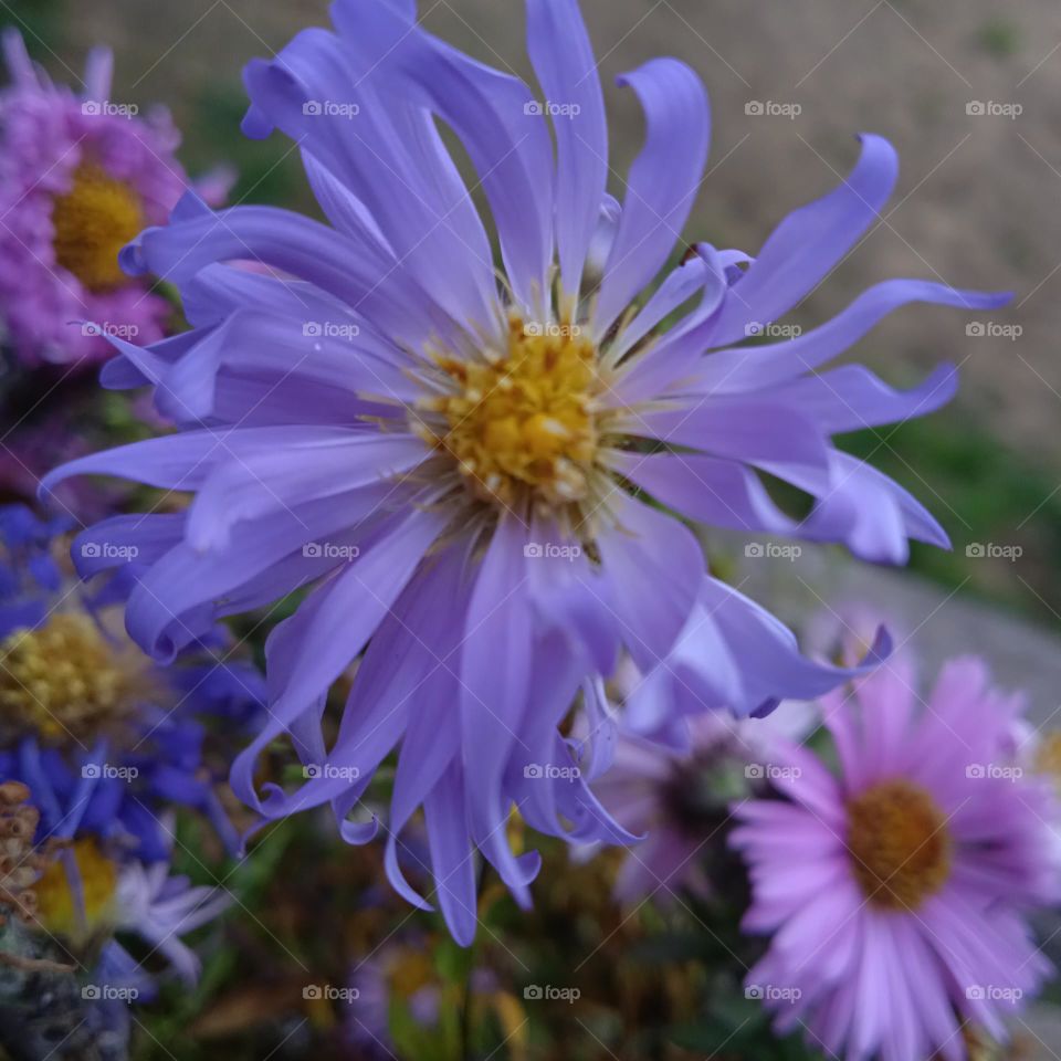 Симфиотрихум продолговатый (ароматическая астра) Symphyotrichum oblongifolium (Aster oblongifolius )