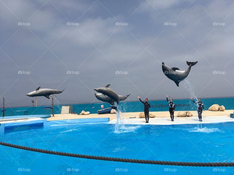 Dolphins, Malta, Malta Island 