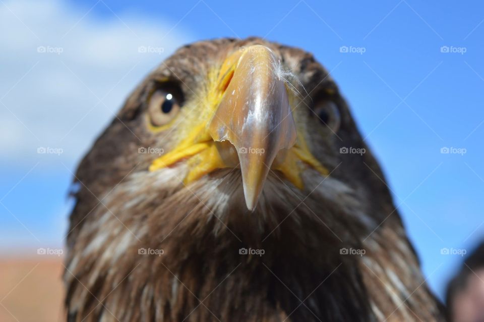 Eagle close up 
