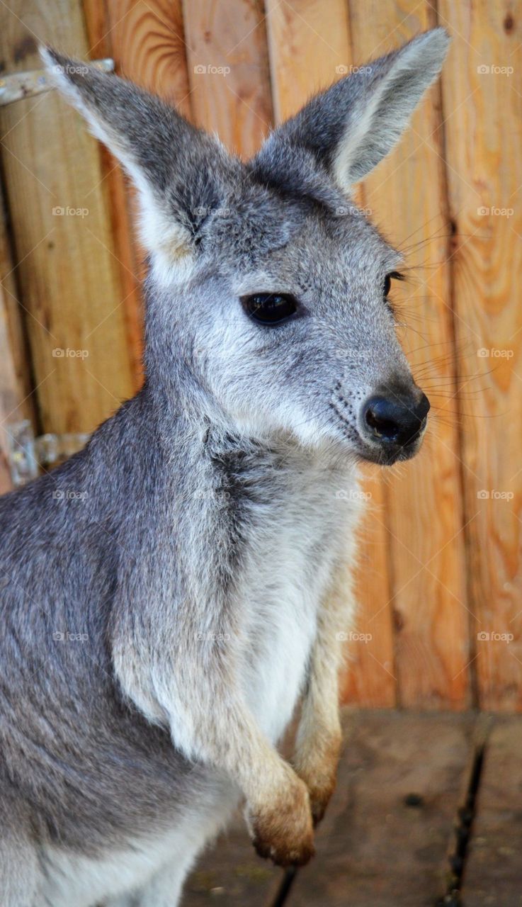 Kangaroo