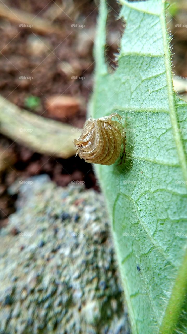 natural architecture