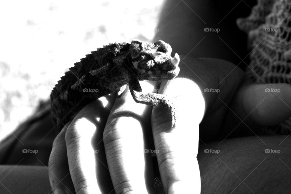 Black & White Chameleon. High contrast to the reptile.