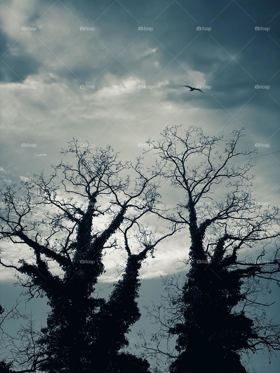 Trees silhouetted against a stormy sky