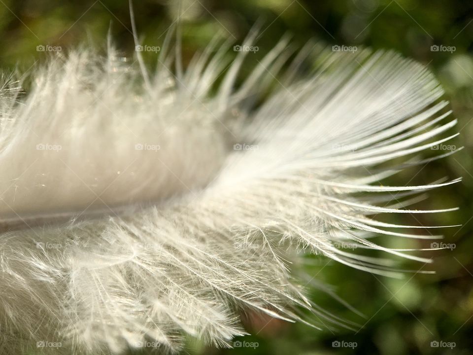 Close up of a white feather.
