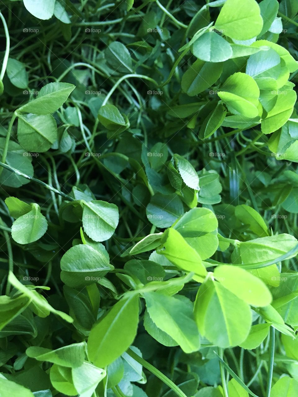 The green leaves of clover. 