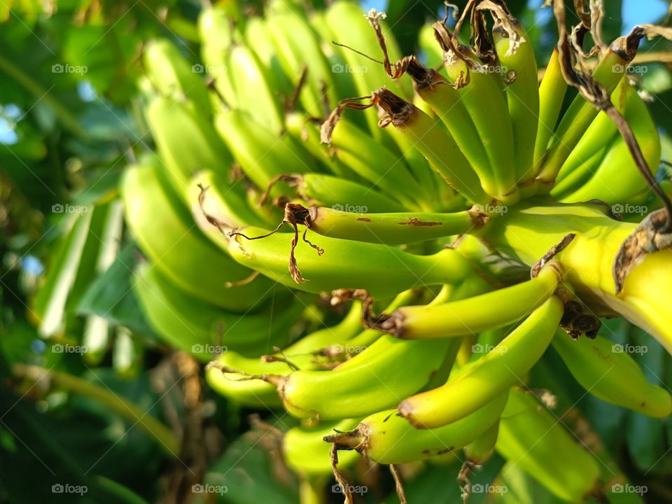 baby fruit of banana