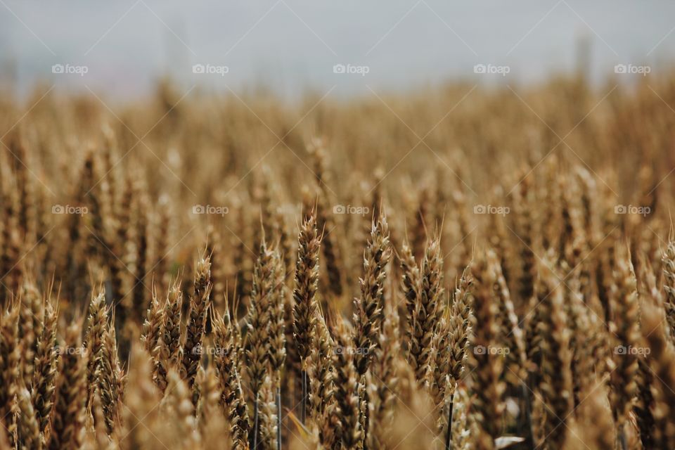 Field of corn