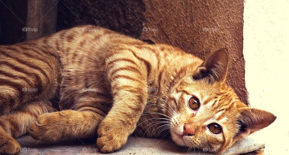 Cute Golden colour Cat.