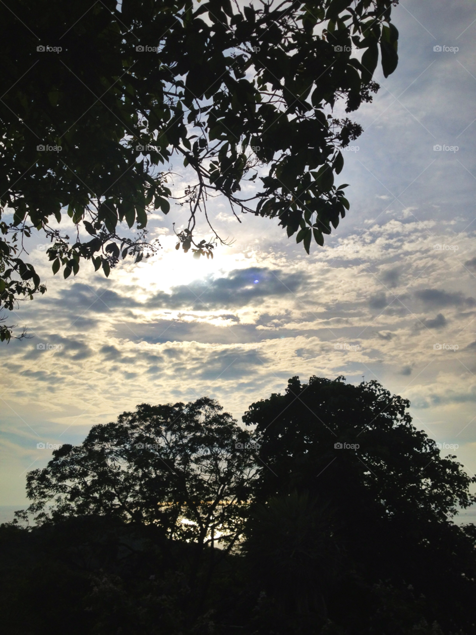 tree sunset clouds trees by twilite