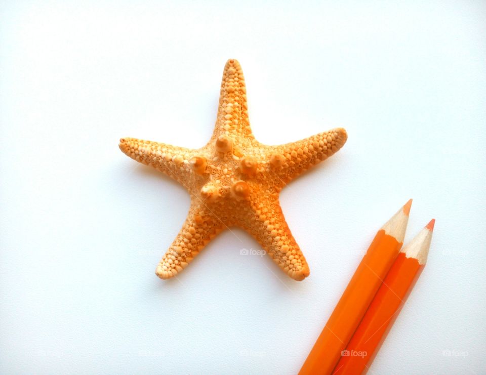 Starfish, No Person, Echinoderm, Christmas, Seashell