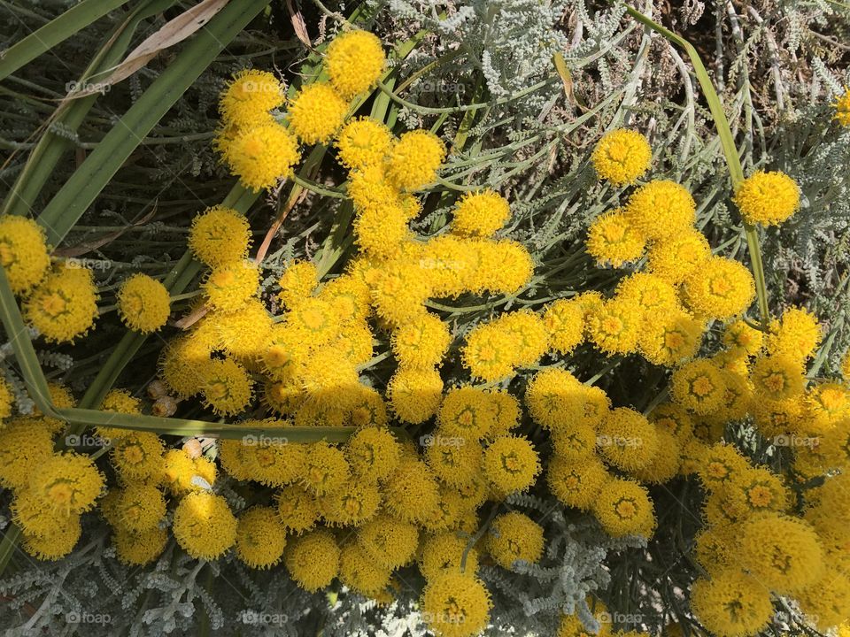 I love these yellow beauties who cluster together to give the viewer a piece of yellow magic.