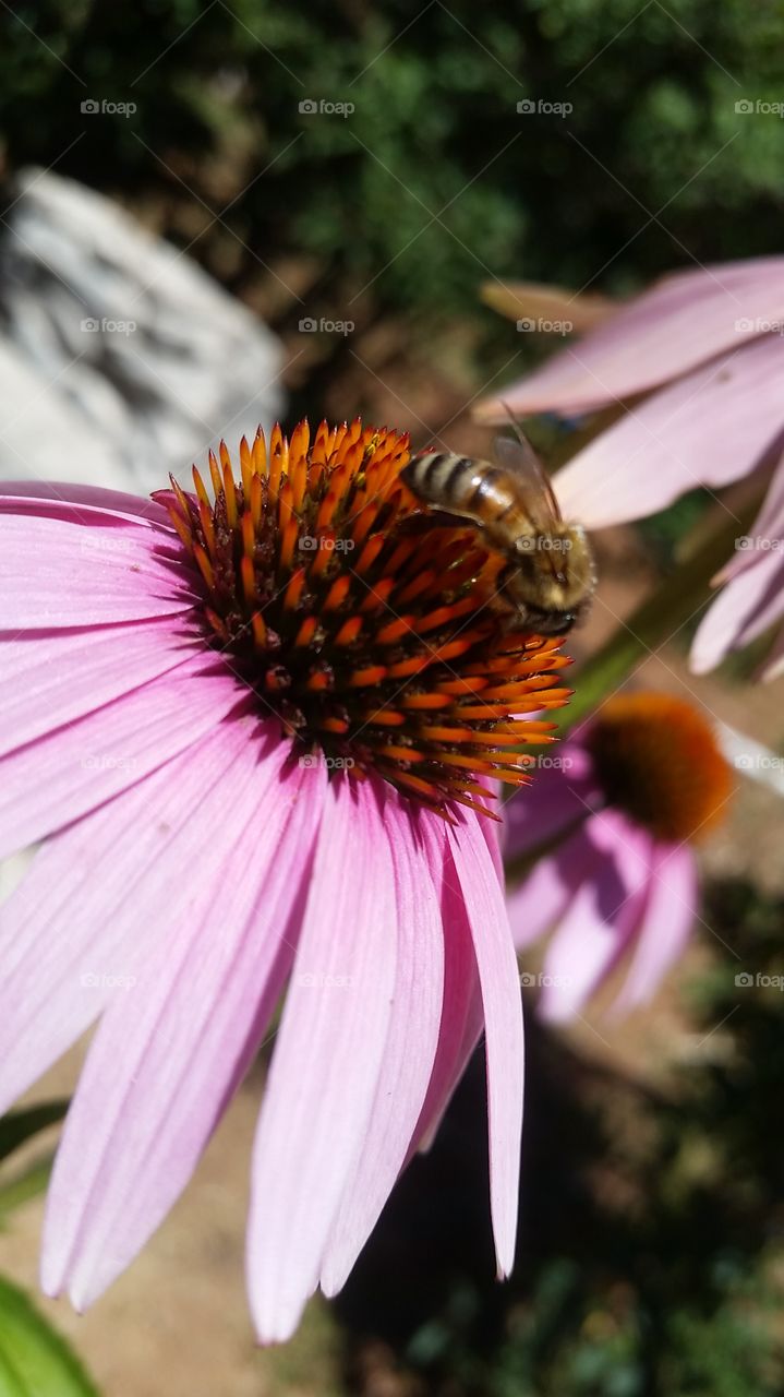 Pink echinacea flower. Close up of center with bee pollinating.