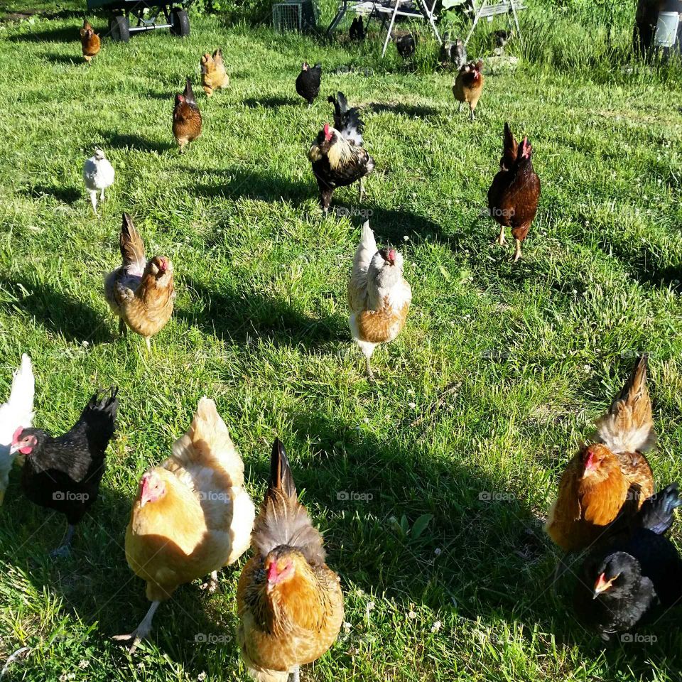 the invasion. chickens follow the food source