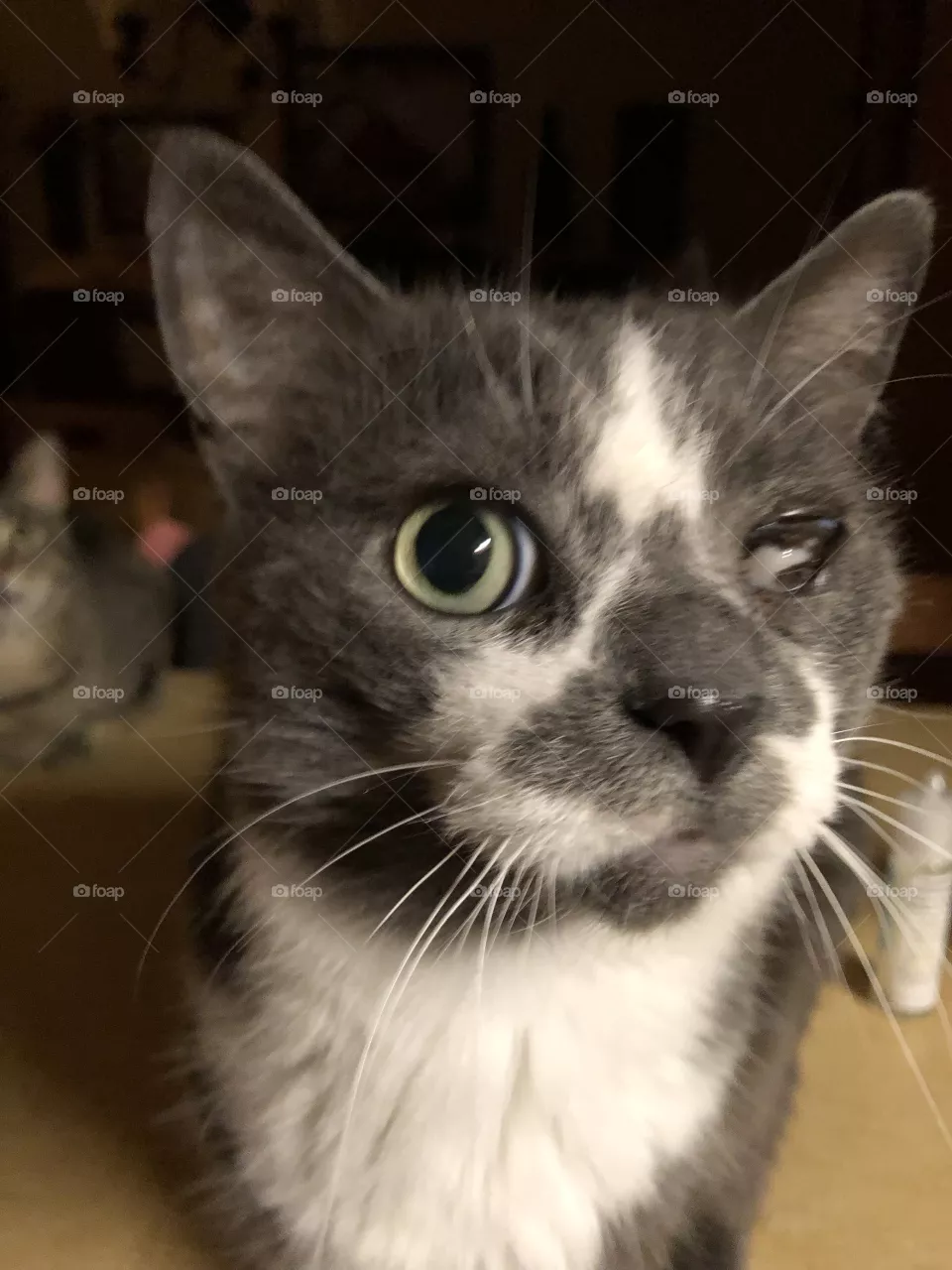 Peter the one eyed cat