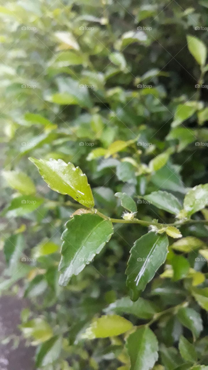 Teh-tehan atau Acalypha siamensismerupakan tanaman bercabang banyak membentuk semak. Daunnya berukuran sedang dan tumbuh membentuk rumpun, cocok dijadikan pagar hidup.
Genus Acalypha merupakan genus terbesar ketiga dari suku Euphorbiaceae yang terdiri dari sekitar 450 spesies. Setidaknya klasifikasi tanaman teh tehan ada 28 spesies dapat ditemukan di Asia Tenggara. Nama latin tanaman teh-tehan disebut Acalypha siamensis, nama lainnya disebut daun teh siam atau wild tea. Acalypha siamensismerupakan tanaman asli yang tumbuh di Thailand, Vietnam, Malaysia (semenanjung), Singapura, Sumatera, dan Sulawesi.
Biasa dimanfaatkan sebagai pagar hidup yang paling sesuai tanpa perlu material tambahan. Tanaman ini bercabang banyak membentuk semak, dirawat dan dipangkas hingga membentuk tembok pagar. Bentuk daun berukuran sedang akan membentuk rumpun yang rapat, menghalau pandangan dari luar dan debu. Umumnya masyarakat menanam daun teh tehan di depan rumah sebagai pagar yang mengelilingi tanah sekitar rumah.