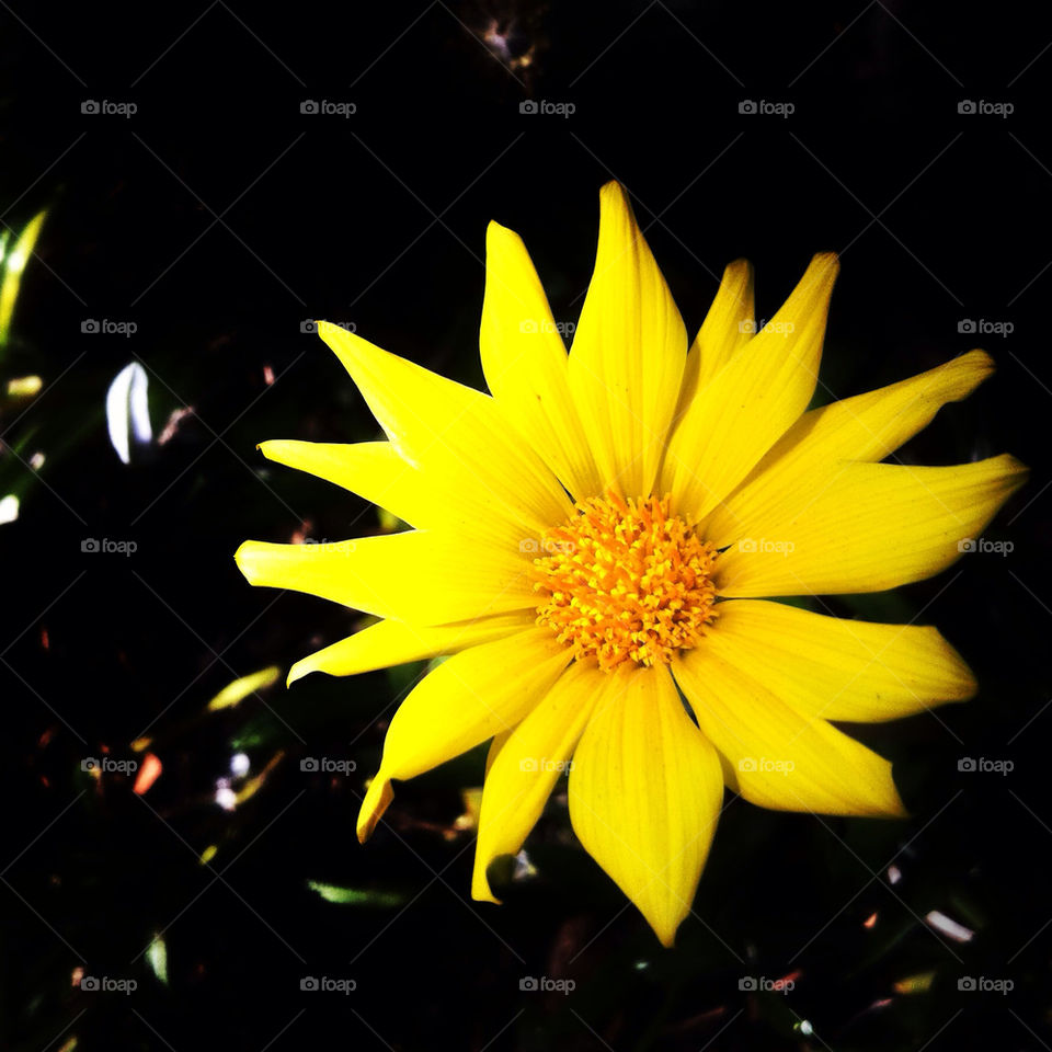 yellow flower black focus by kacelogik