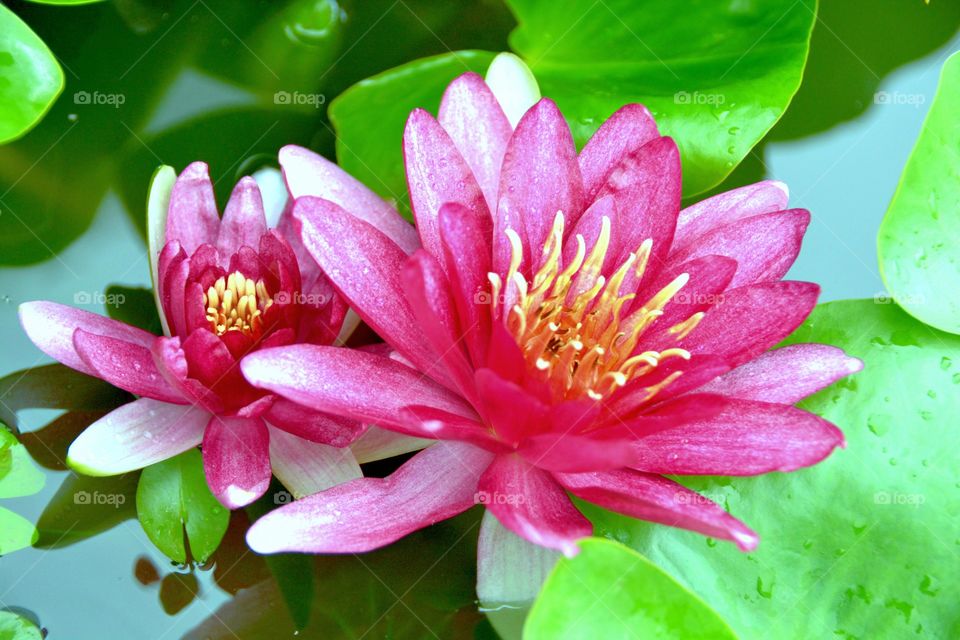Pink lotus water liliy in pond
