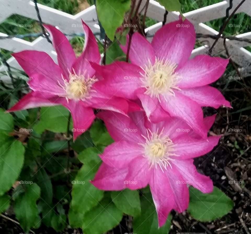 Clematis Blooms