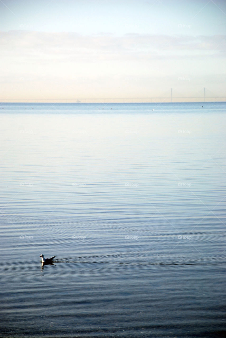 nature water natur bird by jbdc