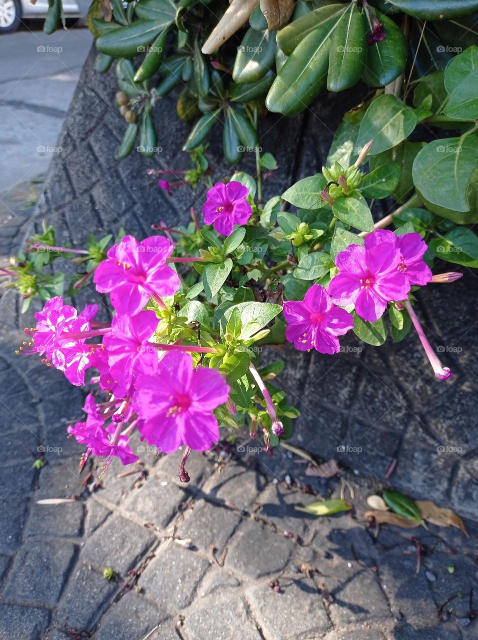 Mirabilis Jalapa - Don Diego de noche