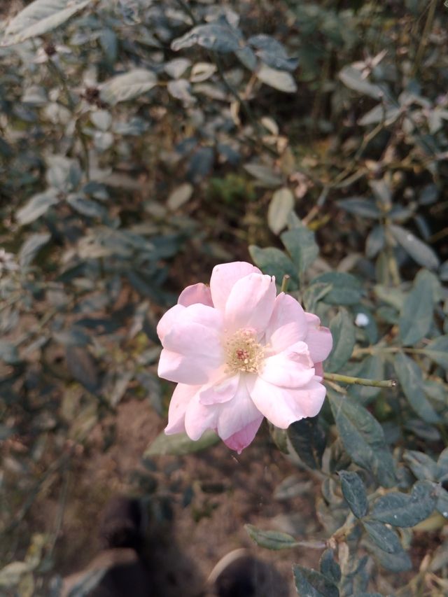 white rose
