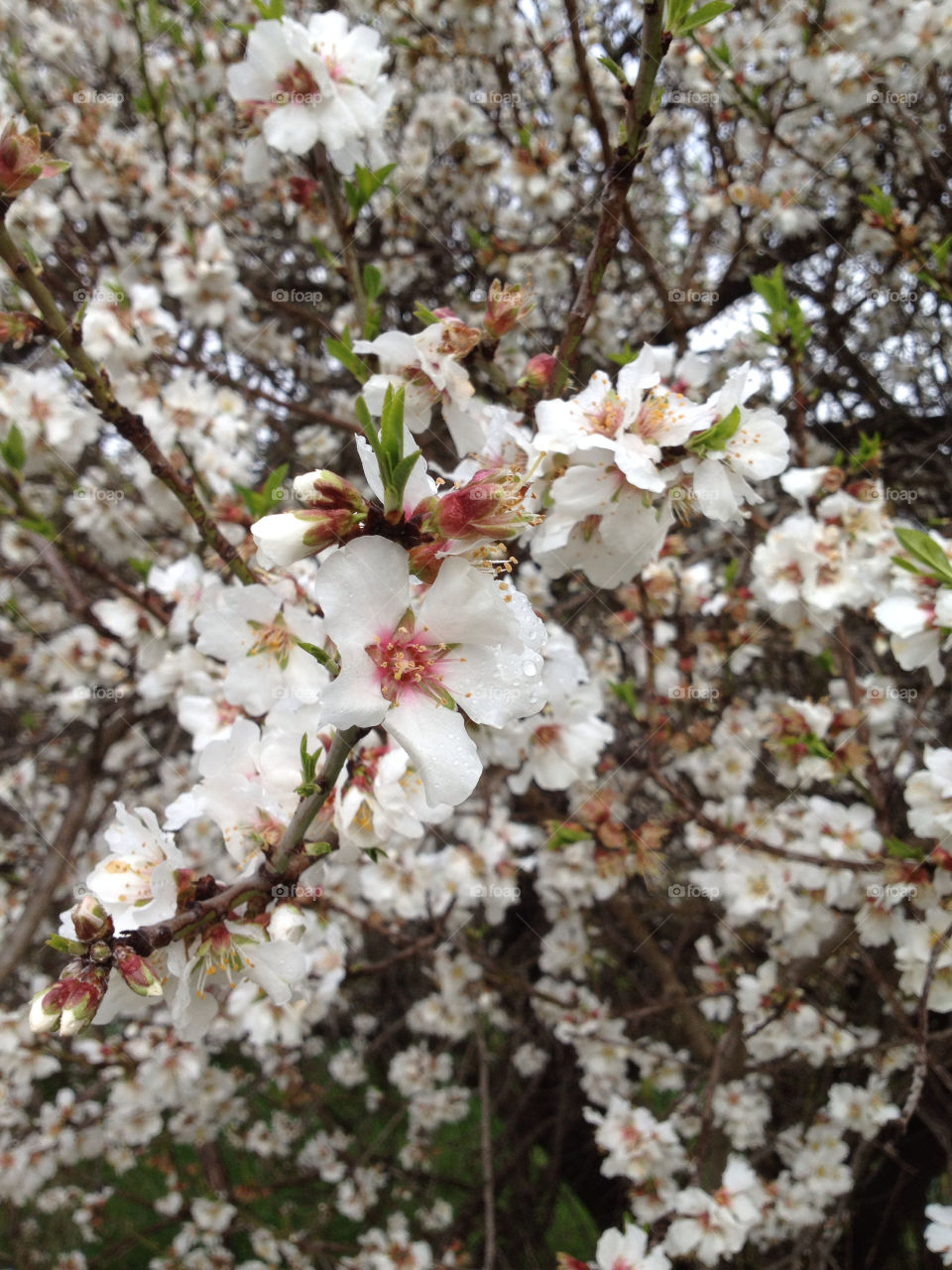 flowers stigma flower white by kshapley