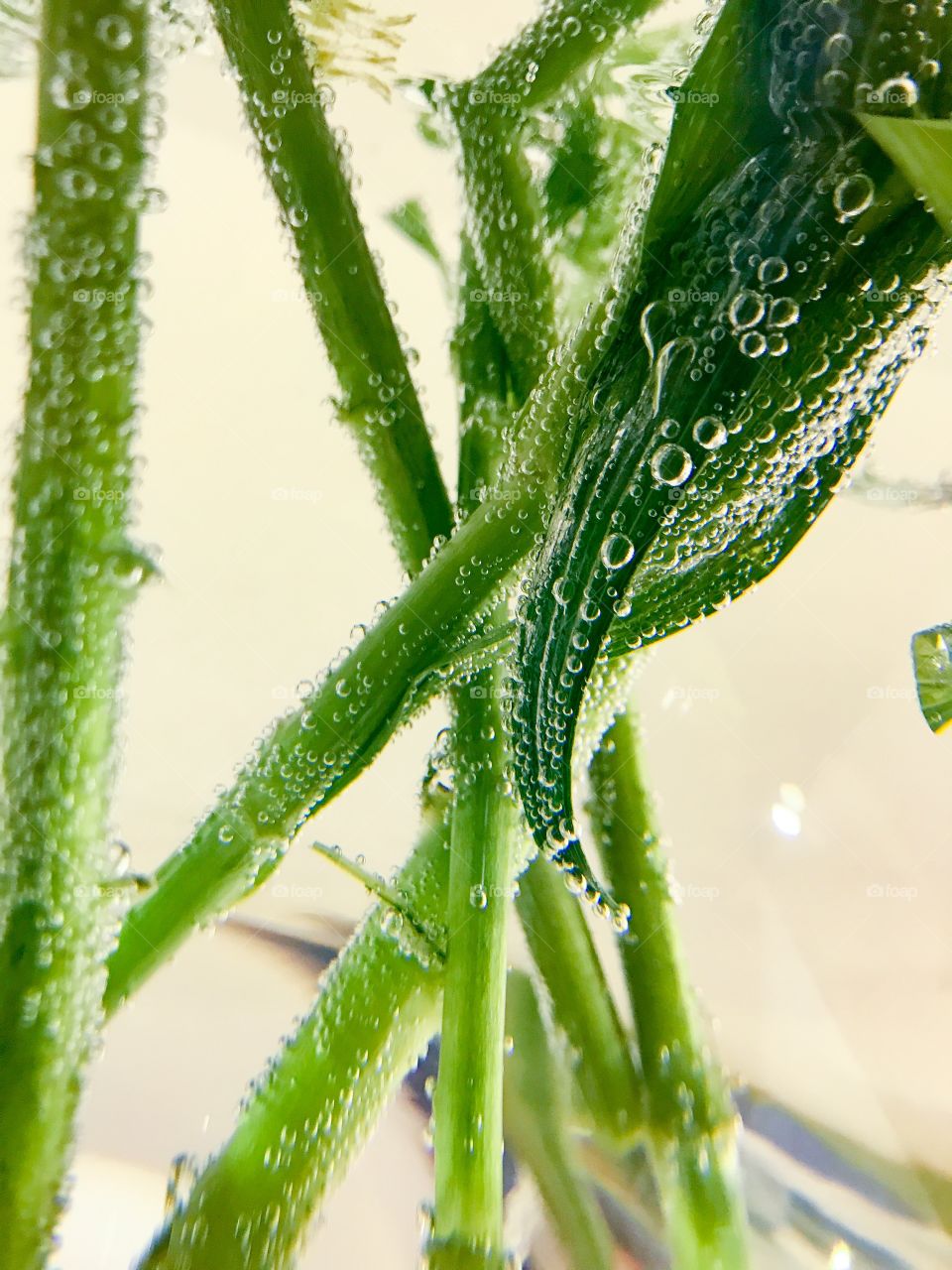 Flowers in bubbles under the water