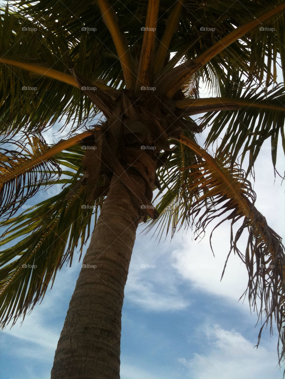 sky tree palm palmtree by katyclemmans