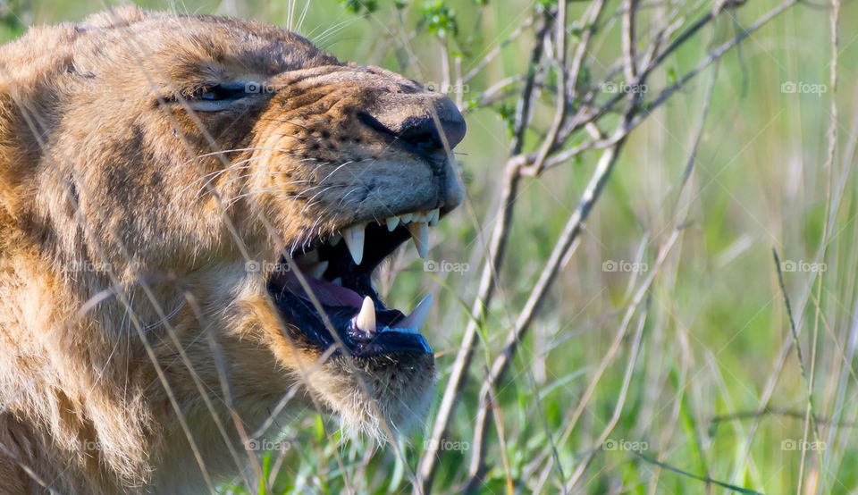 East African Lion (Panthera leo melanochaita)_Nairobi, Kenya