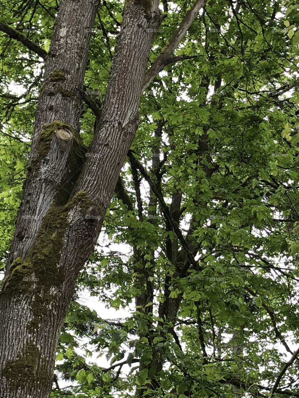 Trees in the woods around my apartment.