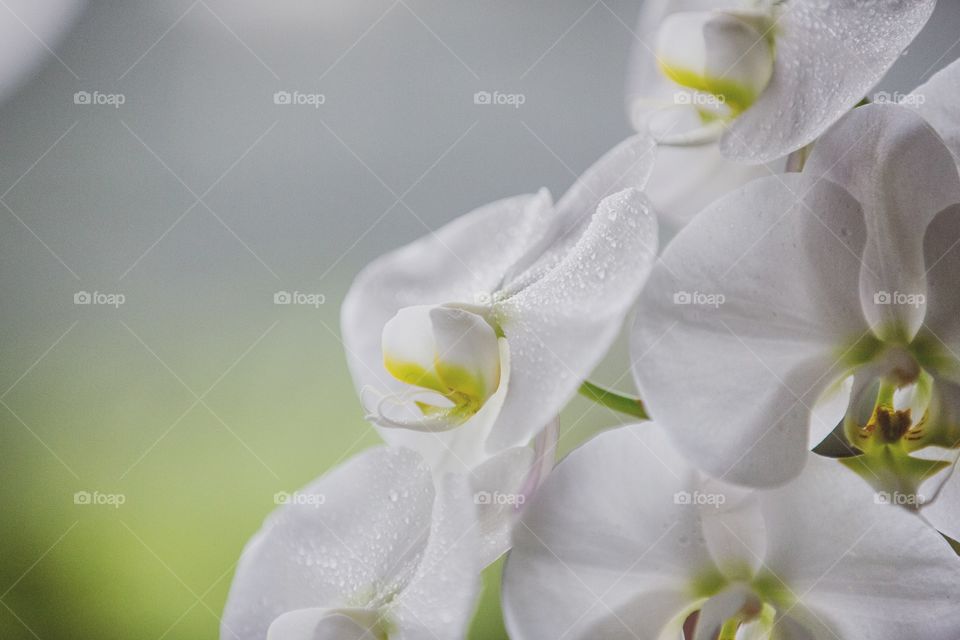 A beautiful garden of flowers