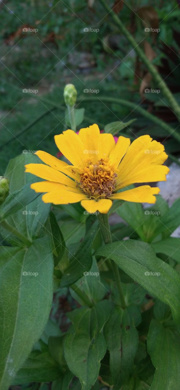 Beautiful nature and flowers