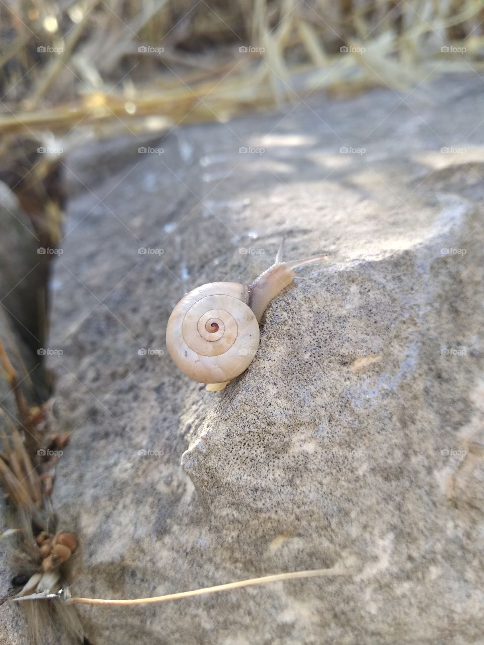 Snail