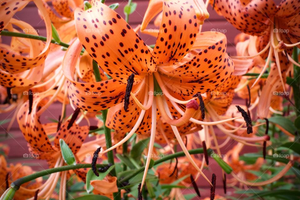 Isolated view of a single, vivid Tiger Lily 
