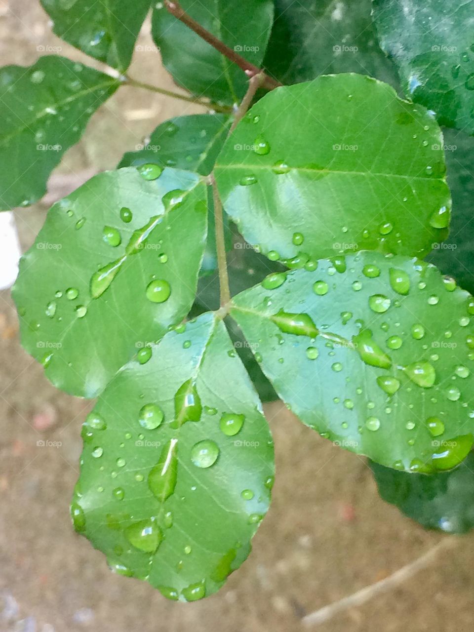 Drops on leaf after rain